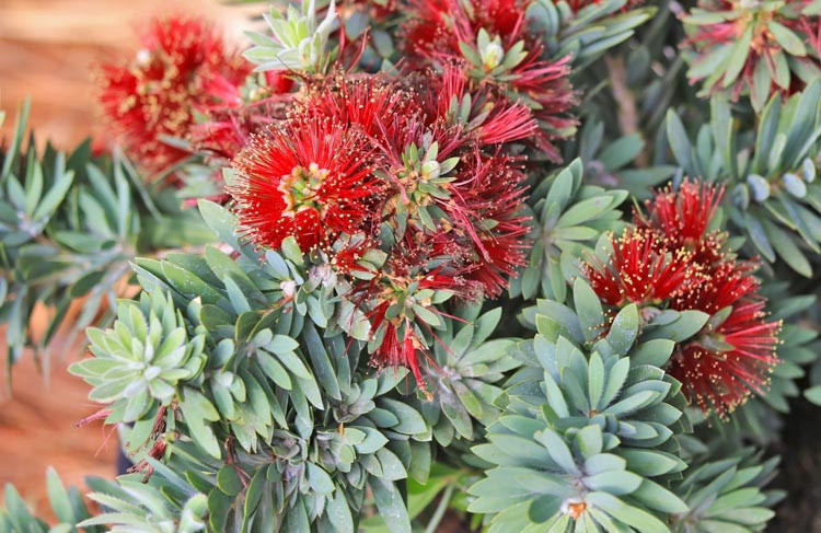 Callistemon Viminalis 'Little John' (Bottlebrush)